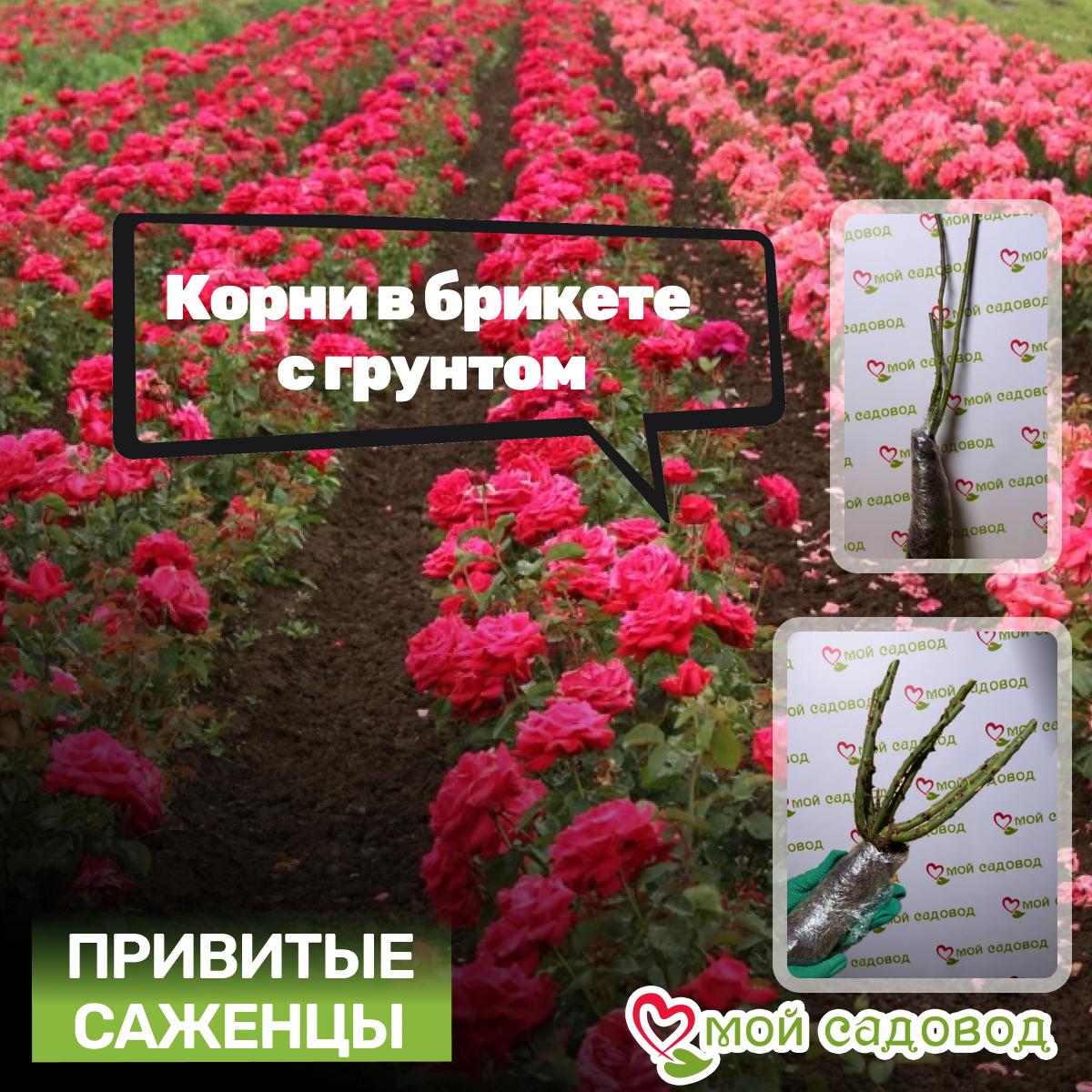 Роза Артемис