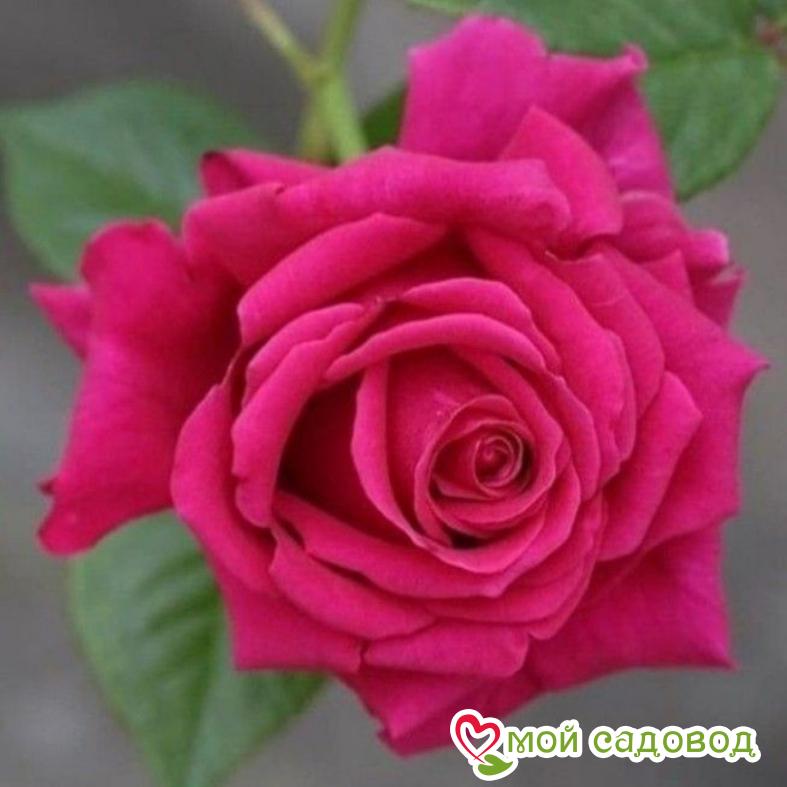 Роза чайно-гибридная Голден Леди